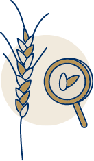 THE CAREFUL SELECTION OF THE BEST WHEAT STRAINS 100% FROM SOUTHERN ITALY