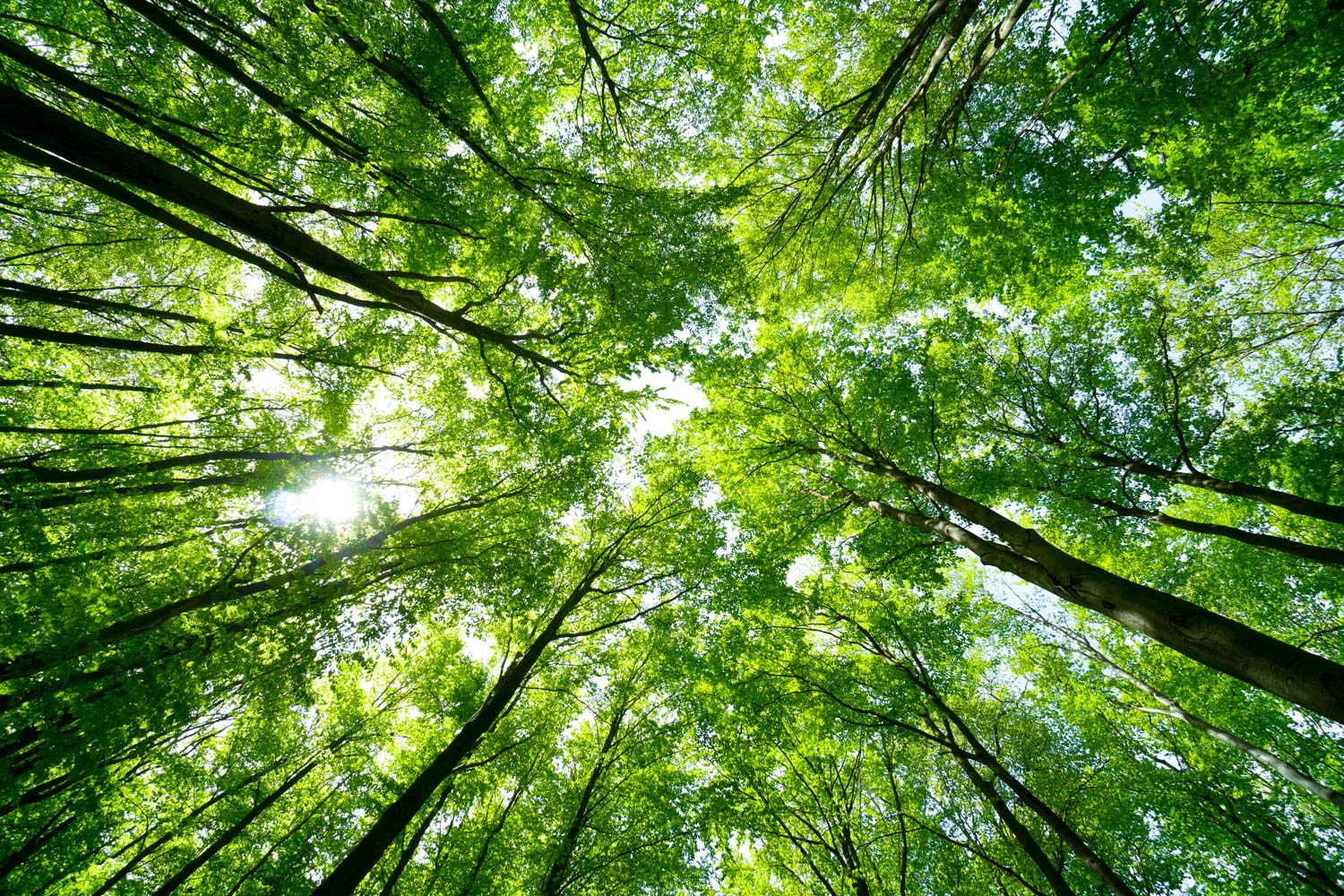 SUSTAINABILITY